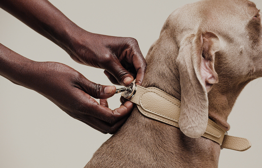 Pagerie_dog_accessories_pets_design_kutya_nyakörv_hám_póráz_luxus